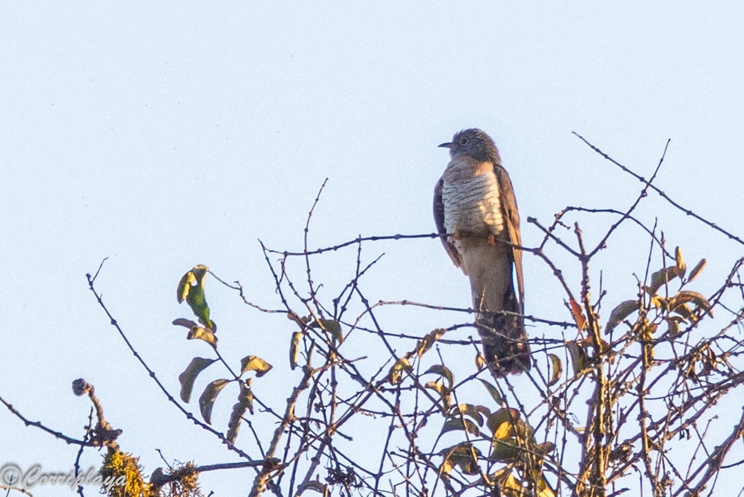 Красногрудая кукушка - ML644934225