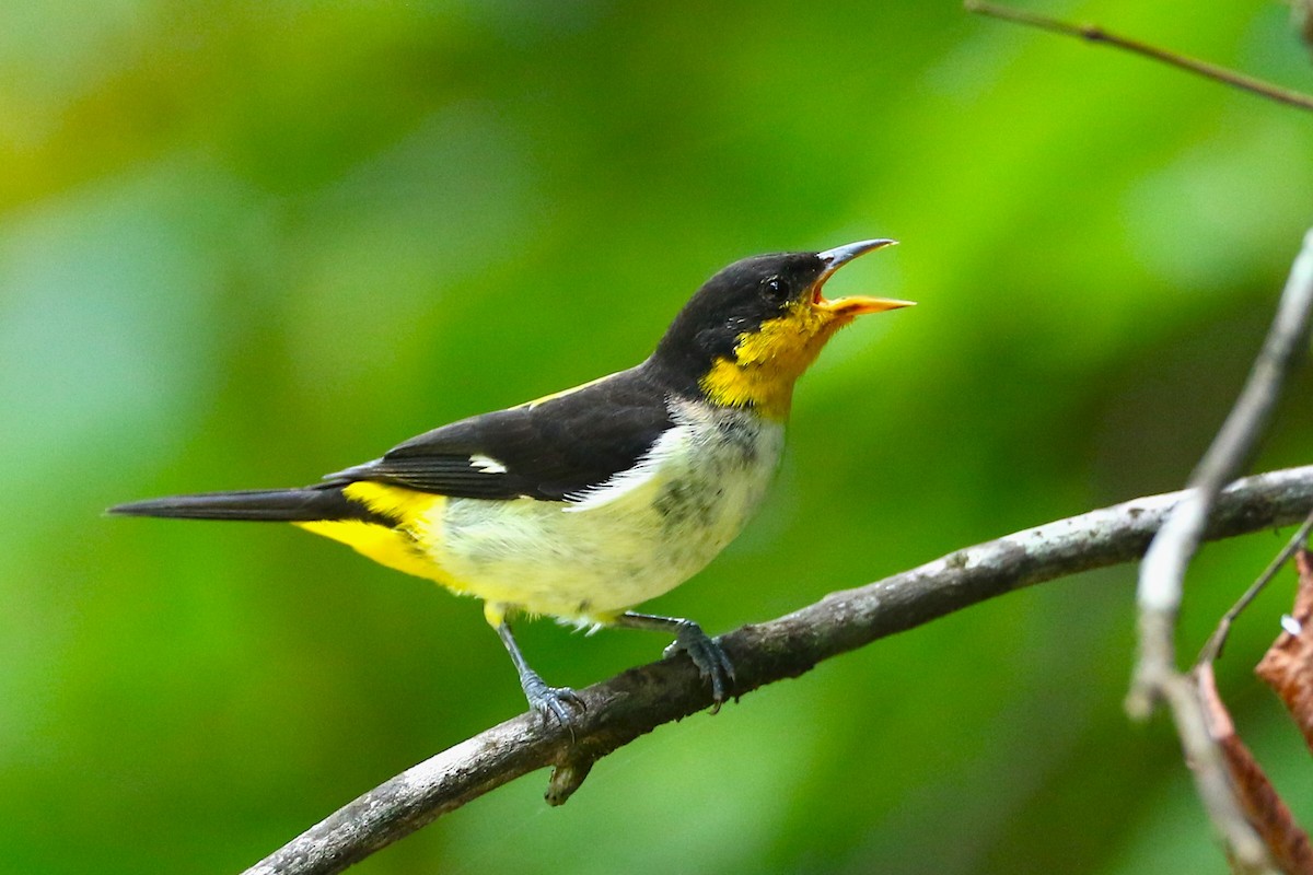 Yellow-backed Tanager - ML644934228
