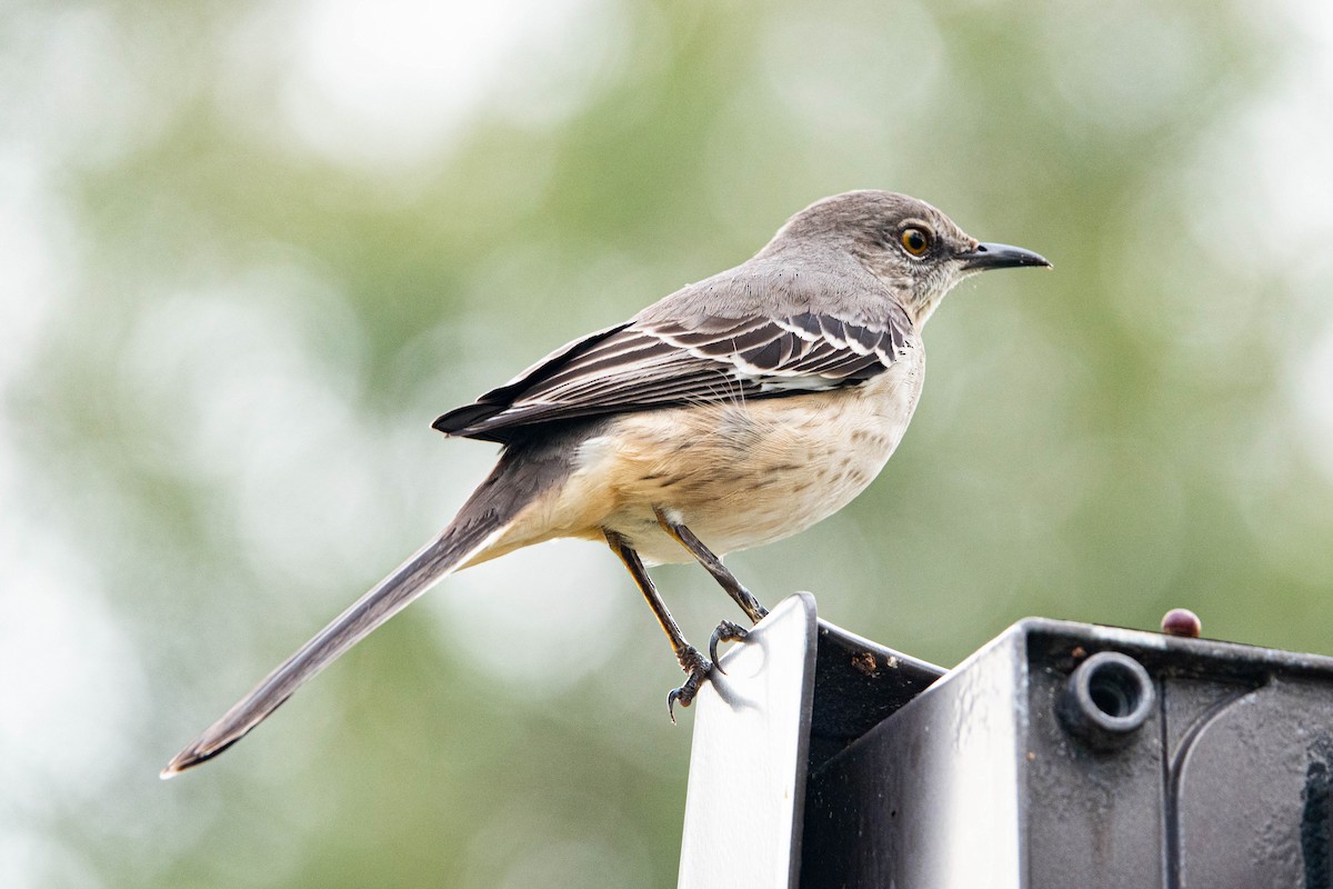 Многоголосый пересмешник - ML644934229