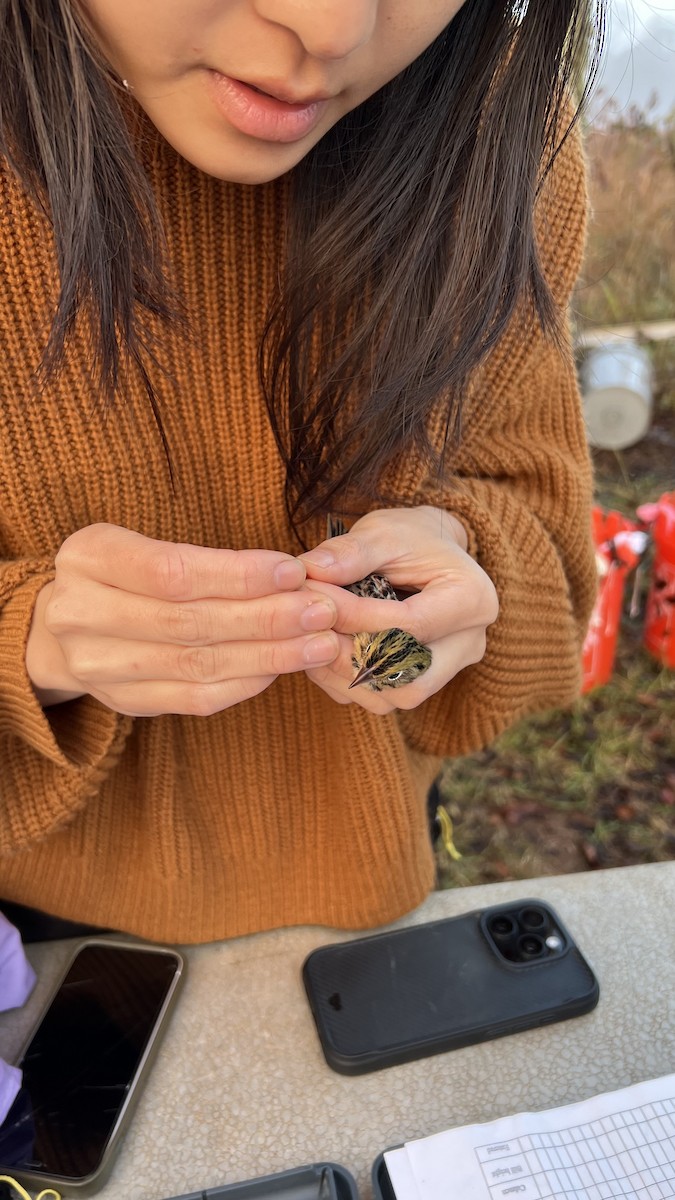 ヘンスローヒメドリ - ML644934230