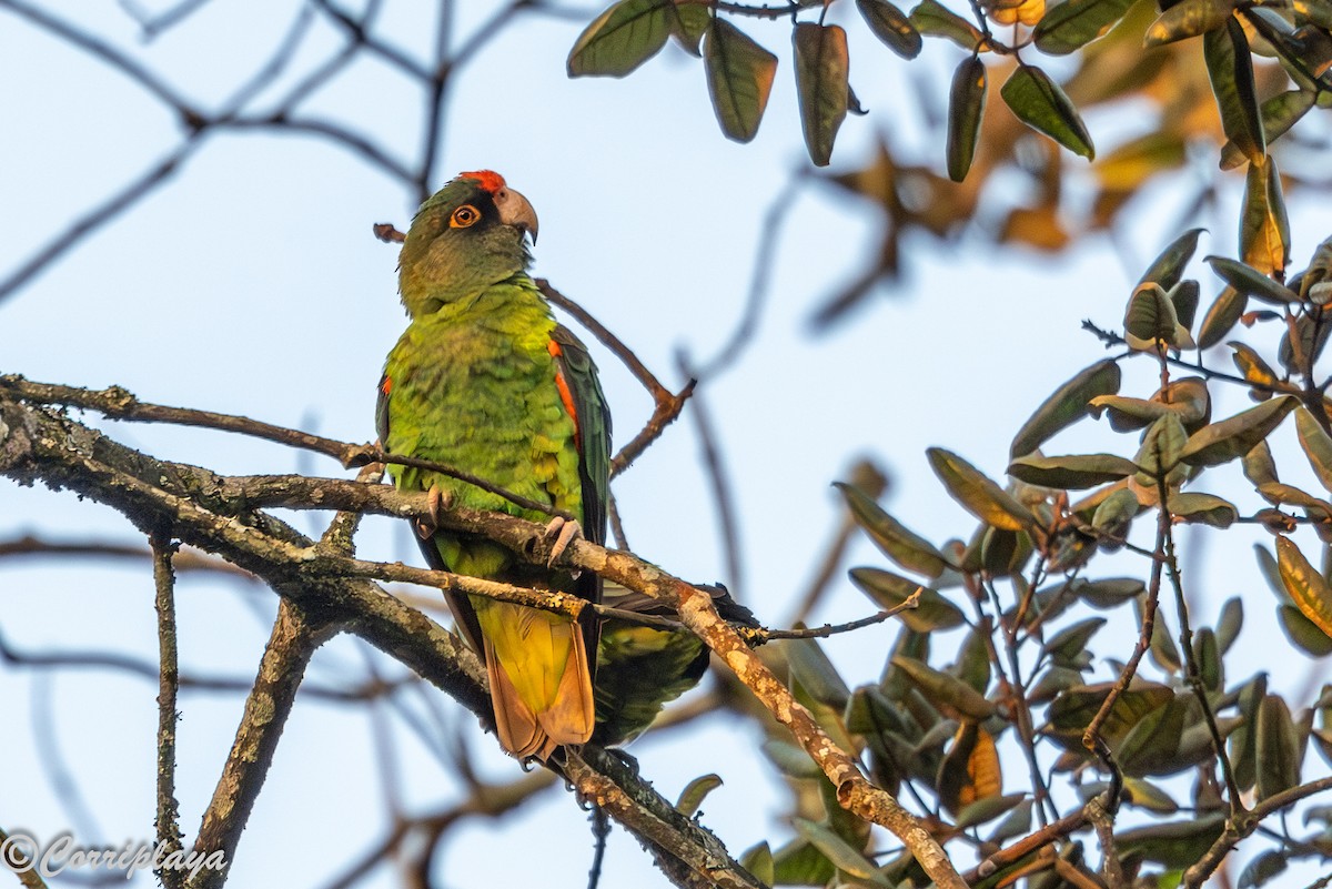 Краснолобый попугай - ML644934231