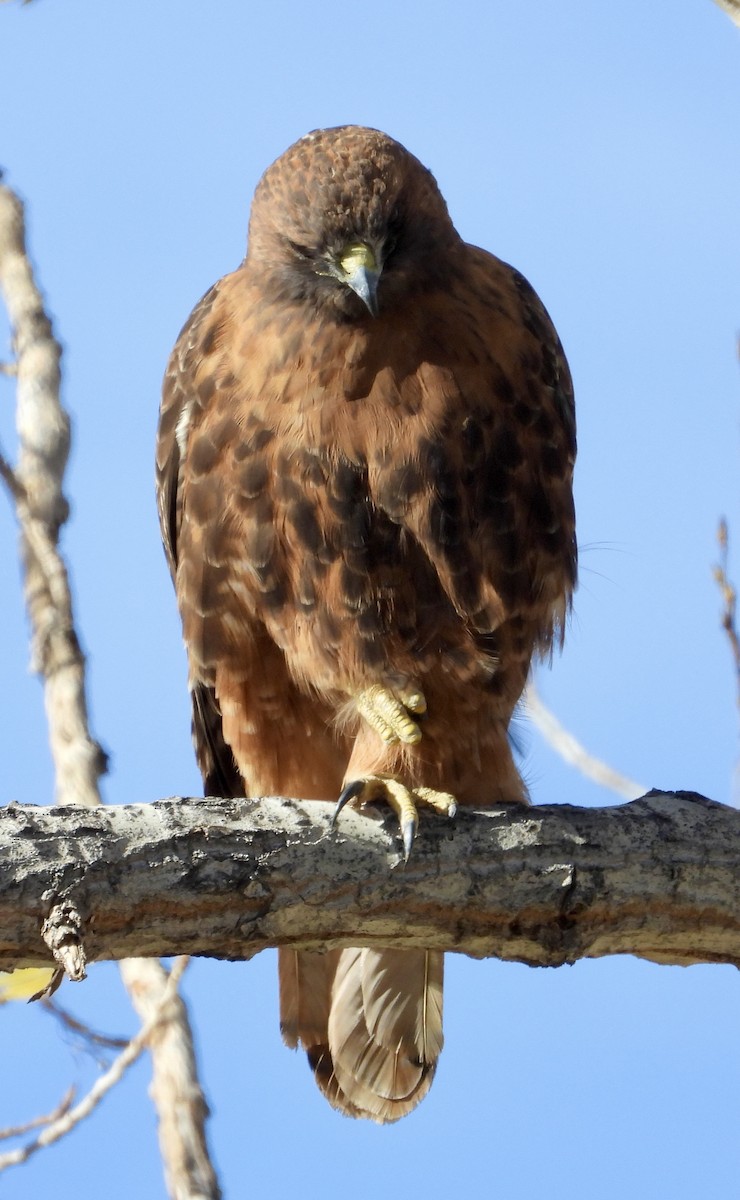 Краснохвостый канюк - ML644934232