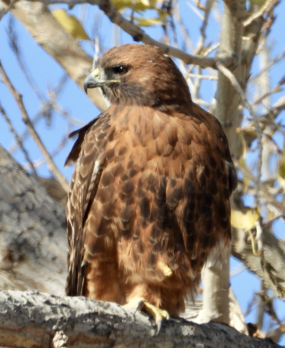 Краснохвостый канюк - ML644934233