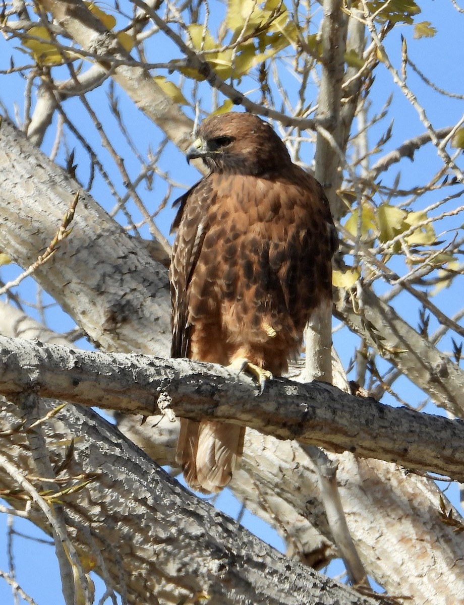 Краснохвостый канюк - ML644934234