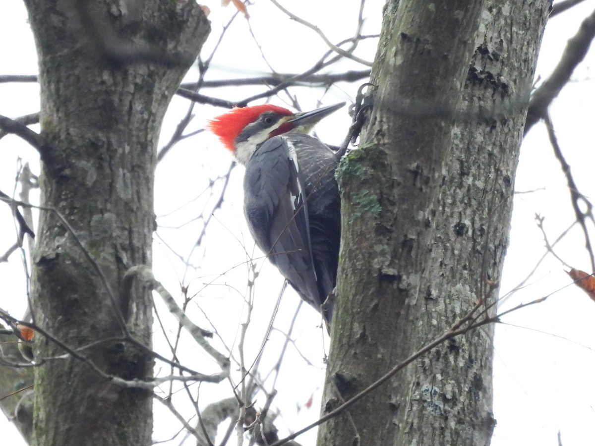 Хохлатая желна - ML644934237