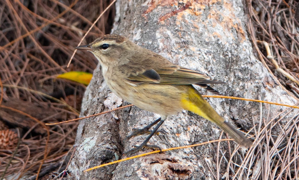 Пальмовая древесница - ML644934239