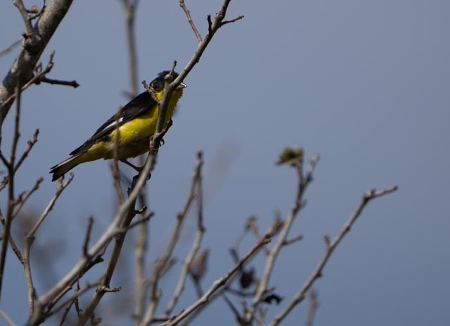 Мексиканский чиж - ML644934240