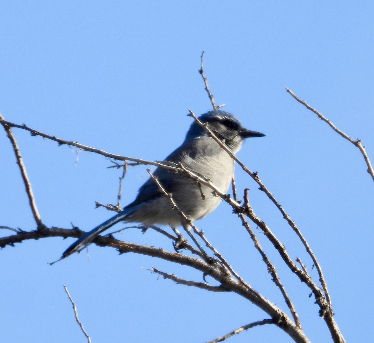 Невадская сойка - ML644934241