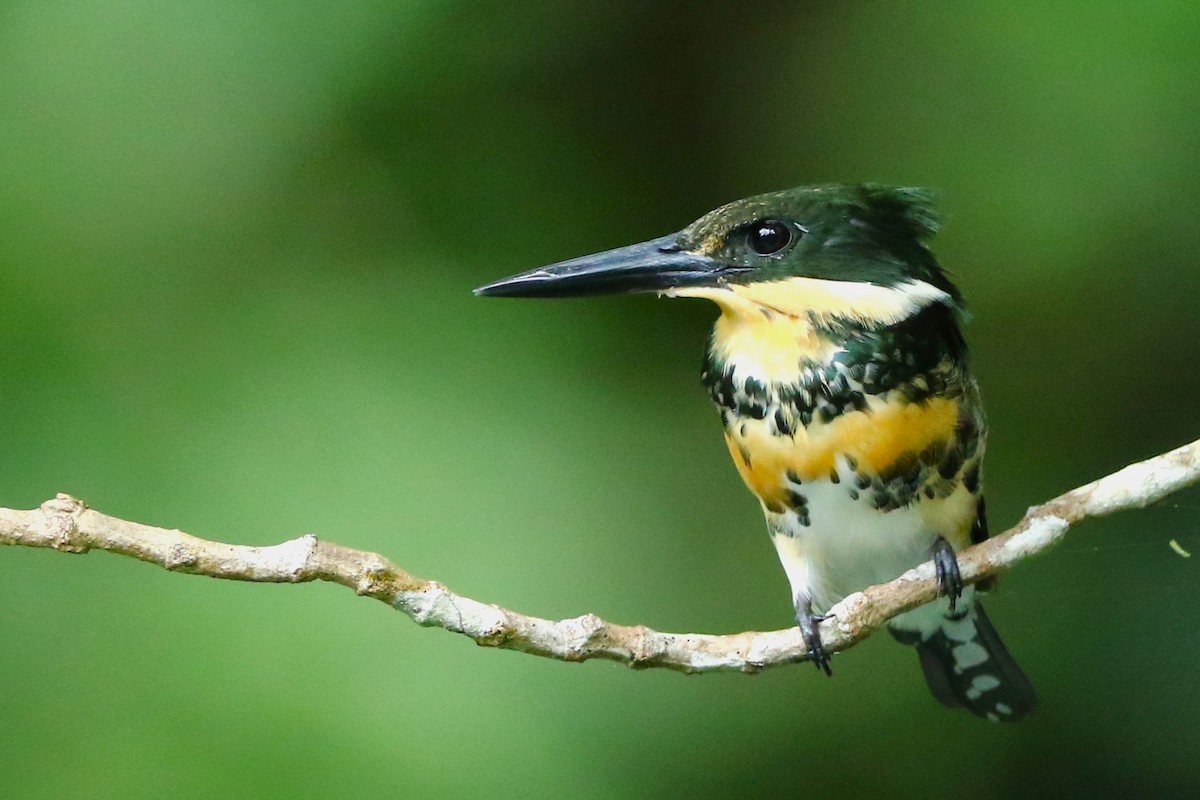 Зелёный зимородок - ML644934242