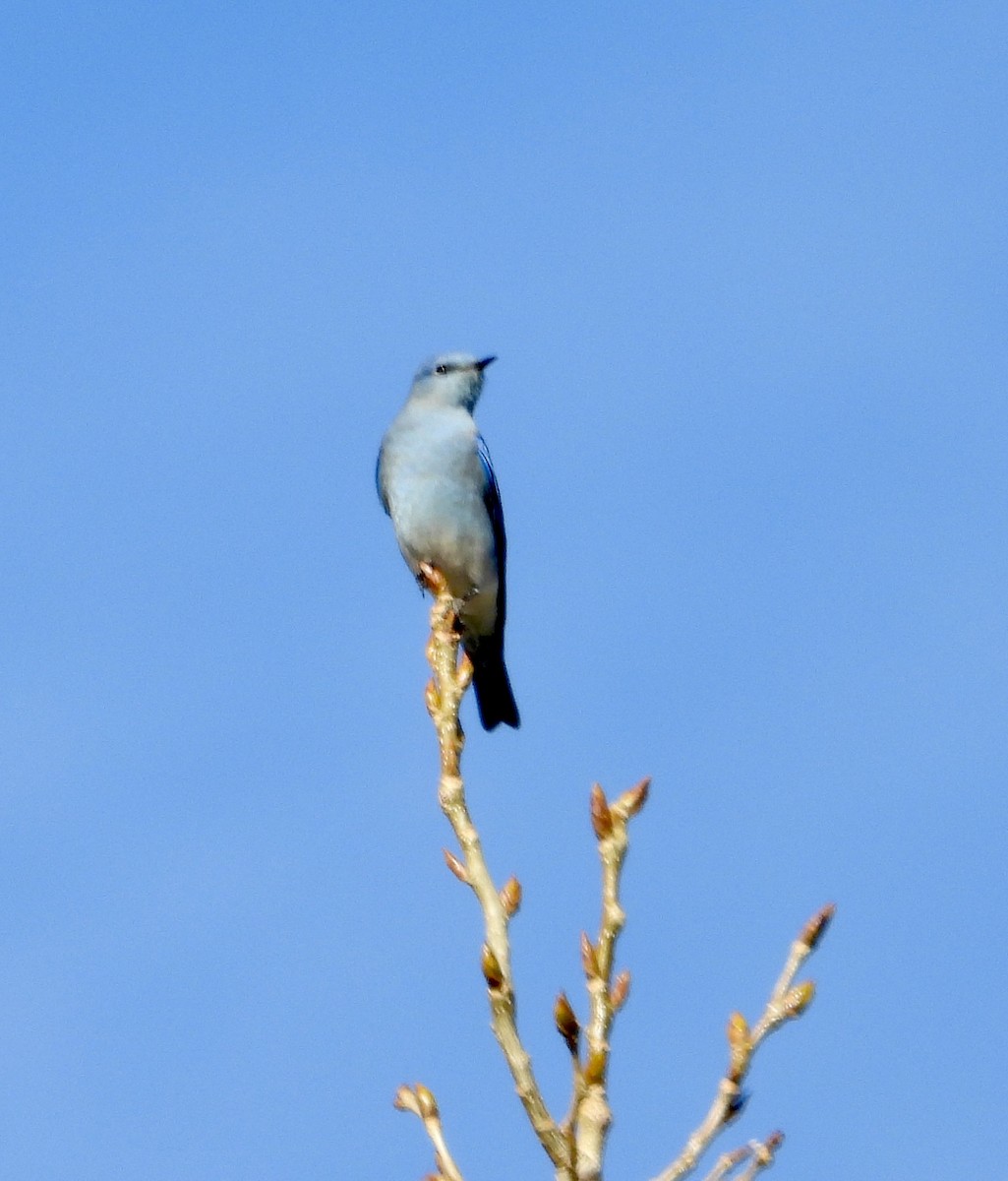 Голубая сиалия - ML644934244