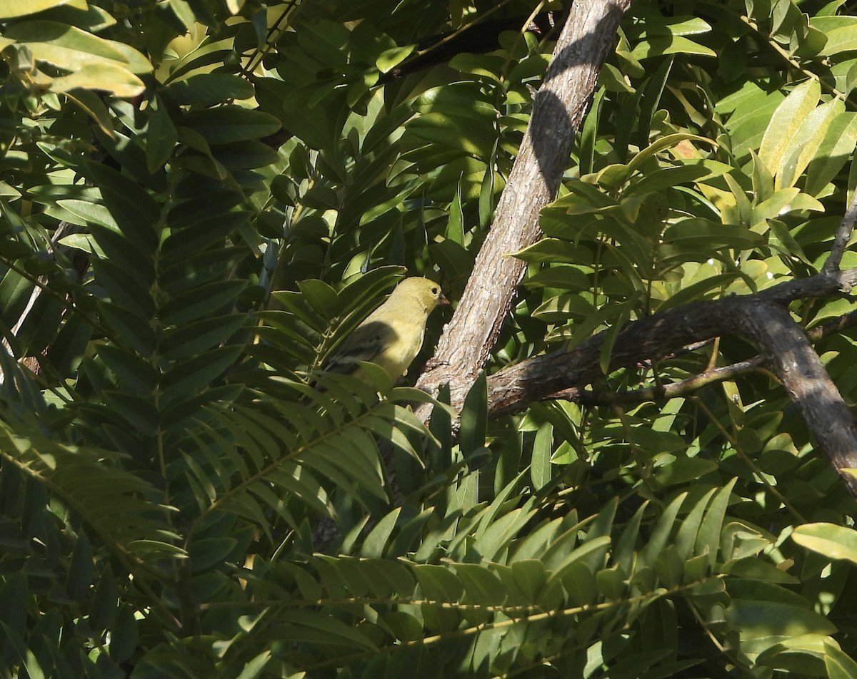 Американский чиж - ML644934246