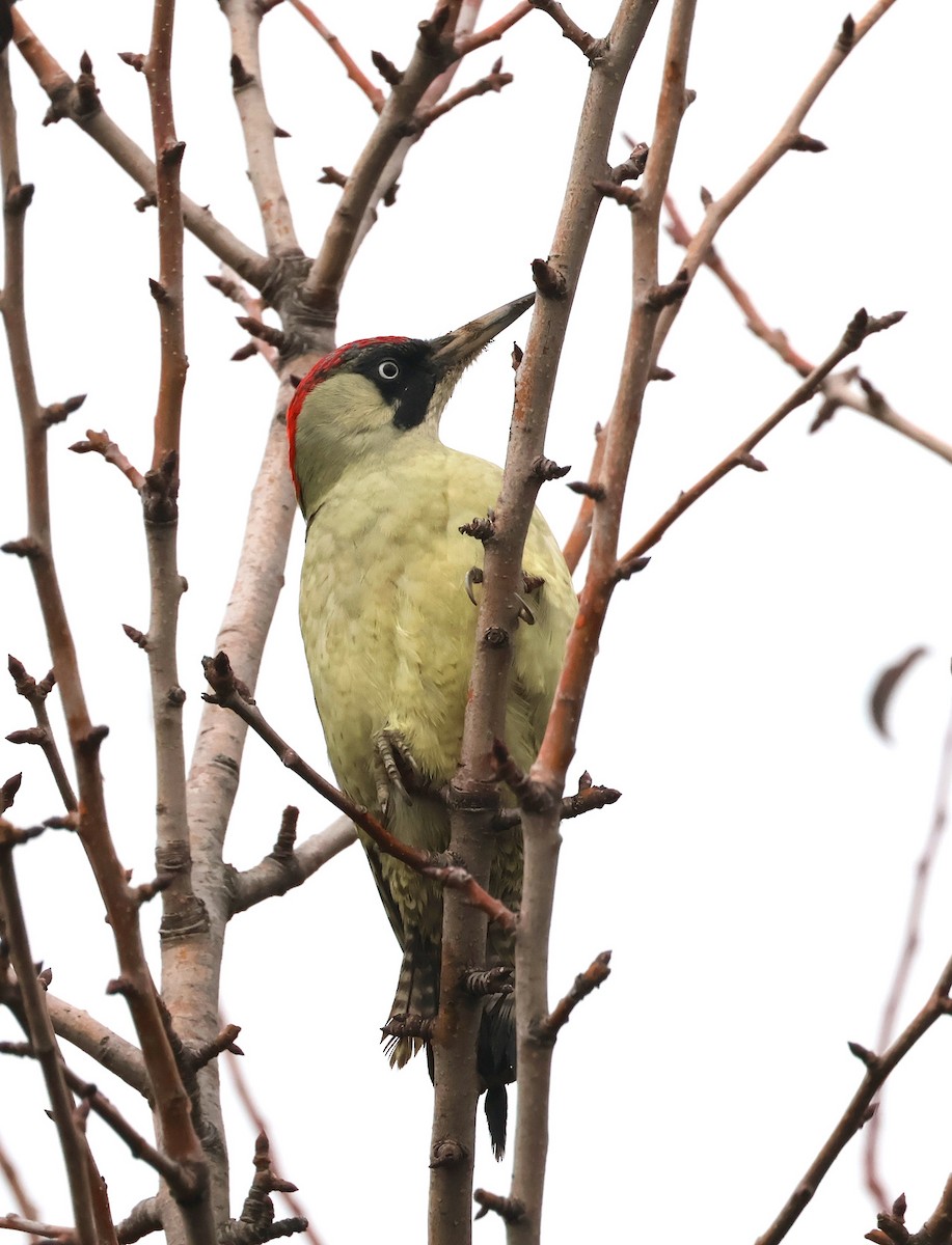 Зелёный дятел - ML644934247