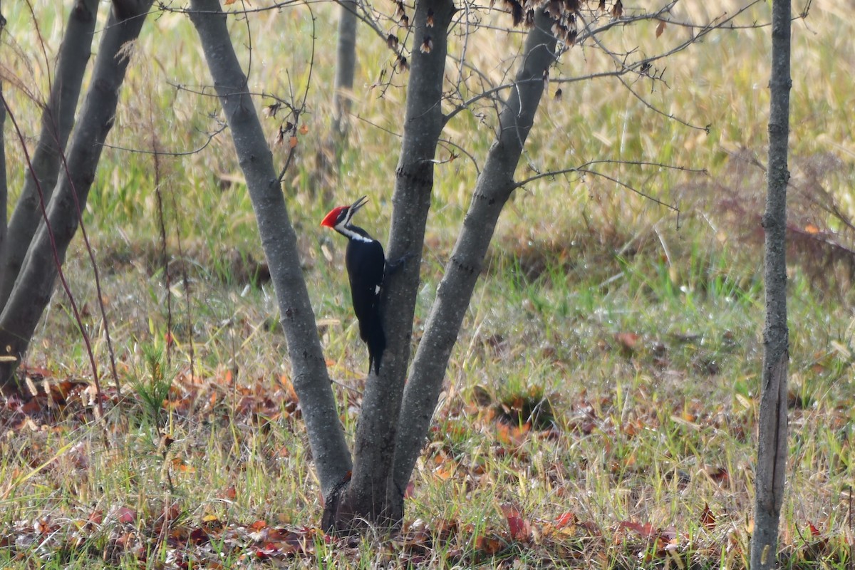 Хохлатая желна - ML644934248