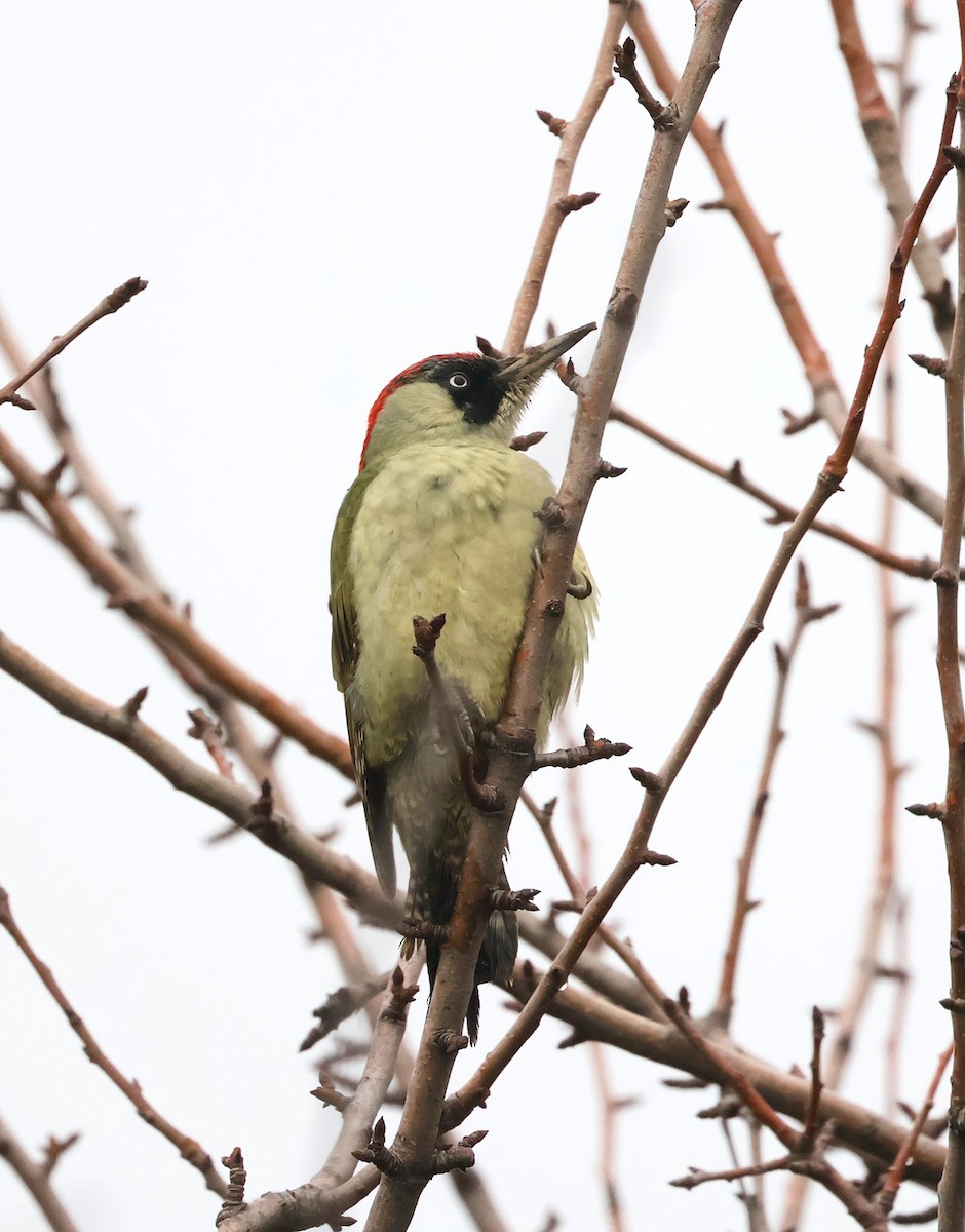 Eurasian Green Woodpecker - ML644934250