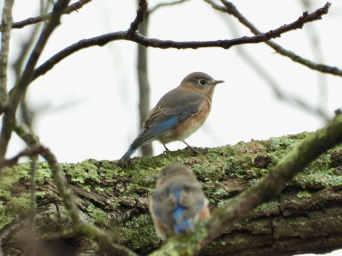 Eastern Bluebird - ML644934259
