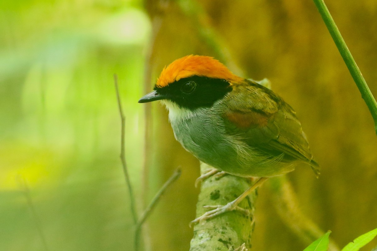 Black-cheeked Gnateater - ML644934265