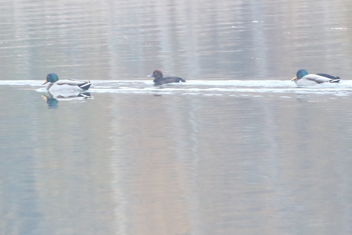 Ferruginous Duck - ML644934294