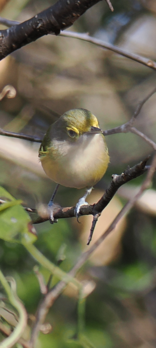 zelenáček bělooký - ML644934332