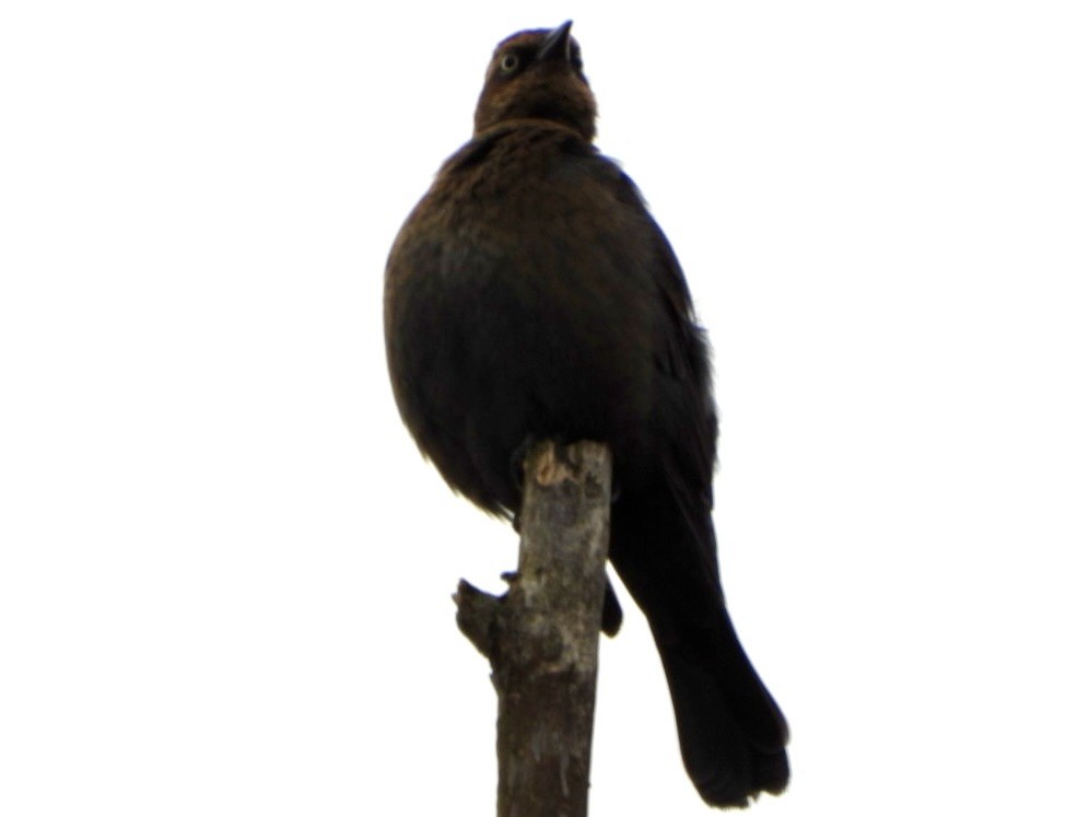 Rusty Blackbird - ML644934340