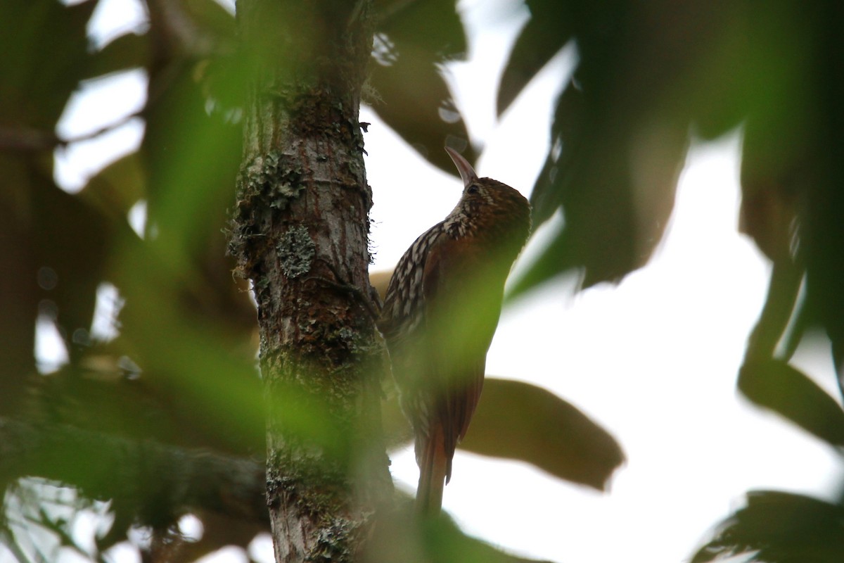 ウロコオニキバシリ - ML644934342