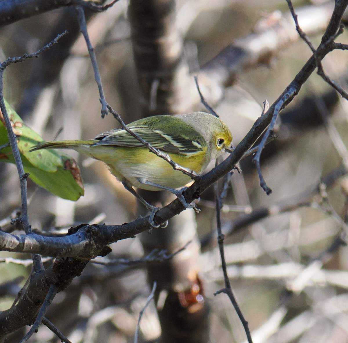 zelenáček bělooký - ML644934356