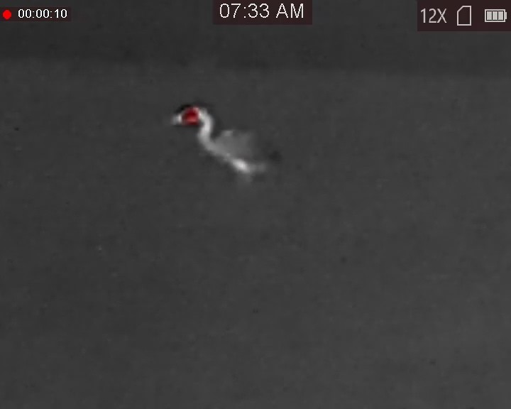 Great Blue Heron - ML644934358