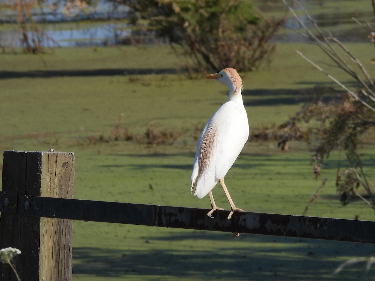 Western Cattle-Egret - ML644934362
