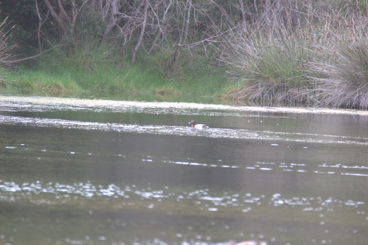Common Pochard - ML644934377