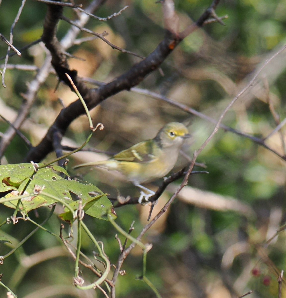 zelenáček bělooký - ML644934417