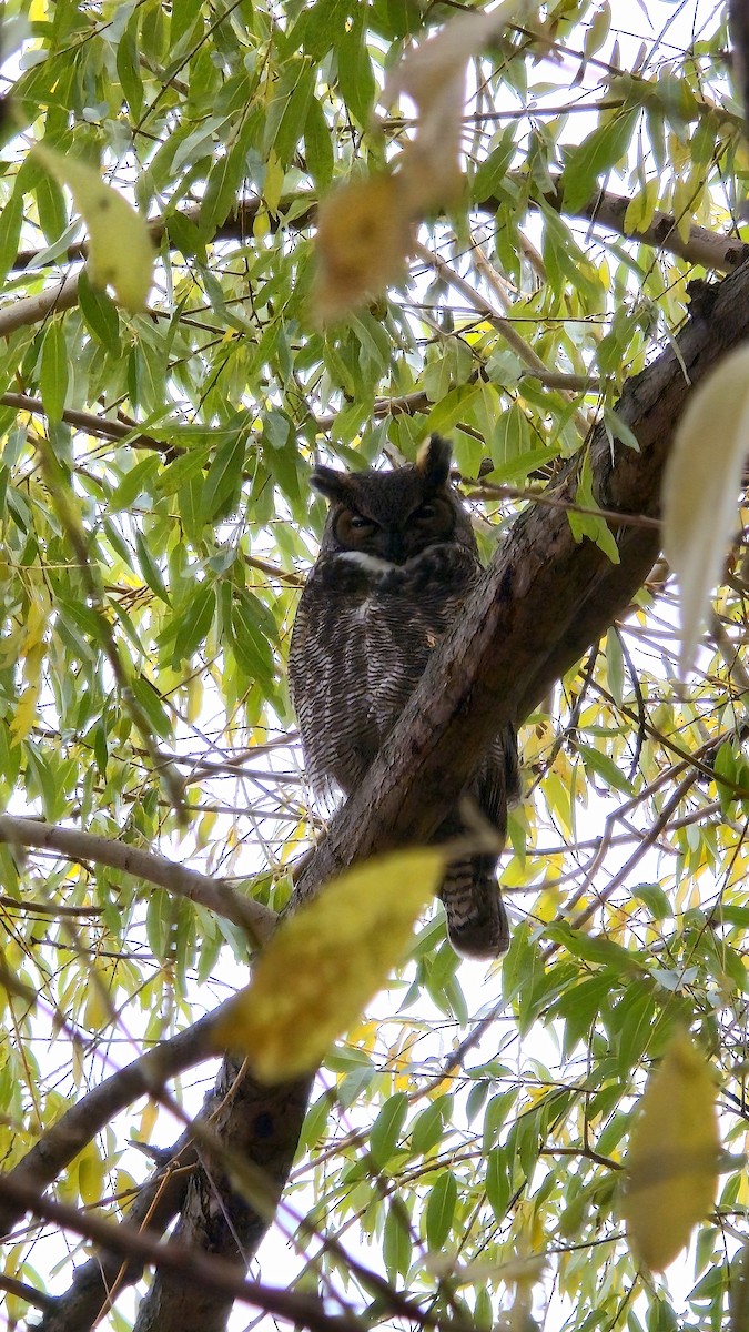 Great Horned Owl - ML644934454
