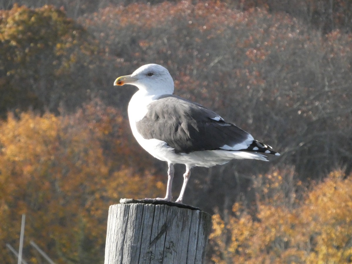 racek mořský - ML644934456