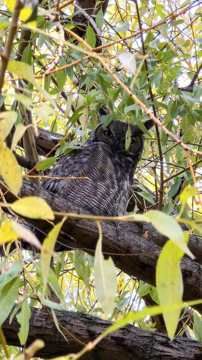 Great Horned Owl - ML644934457