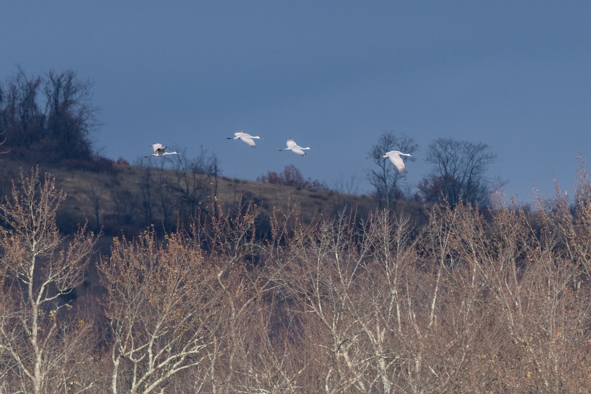 Sandhill Crane - ML644934463