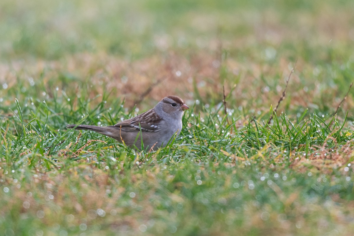 White-crowned Sparrow - ML644934473