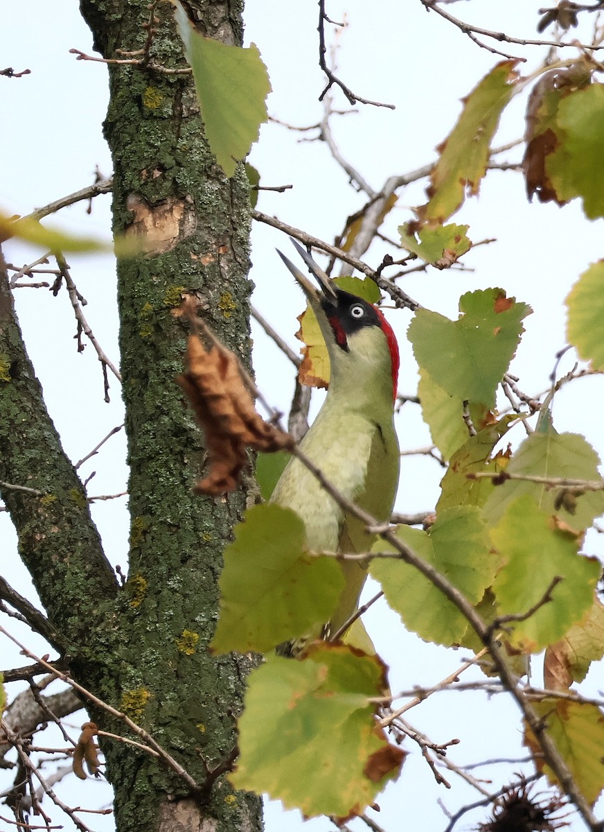 Eurasian Green Woodpecker - ML644934516