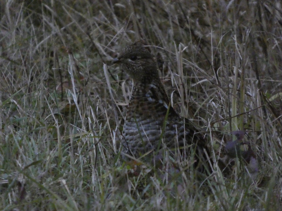 Ruffed Grouse - ML644934517