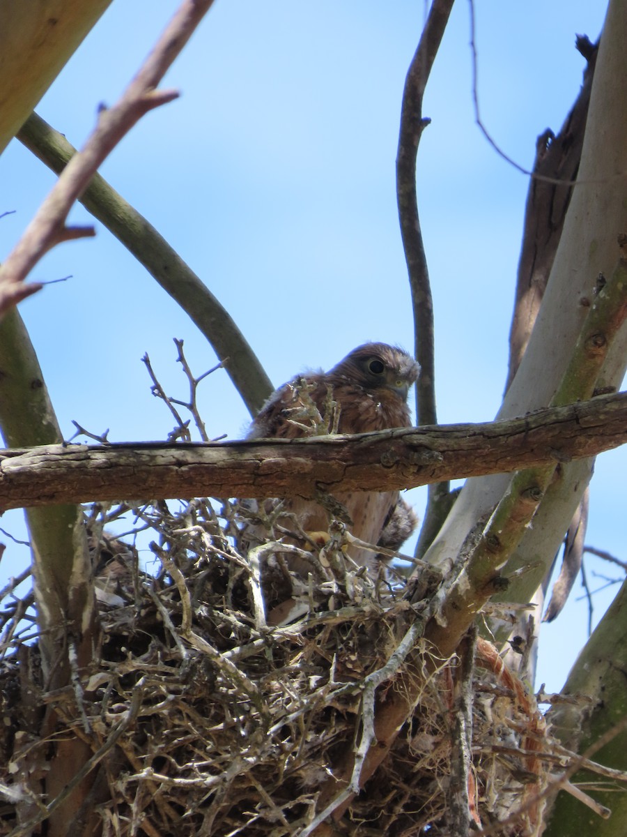 Rock Kestrel - ML644934524