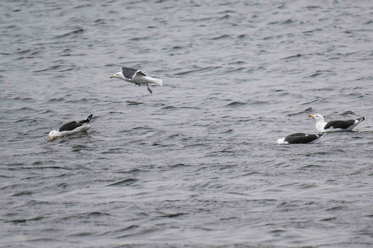 racek mořský - ML644934535