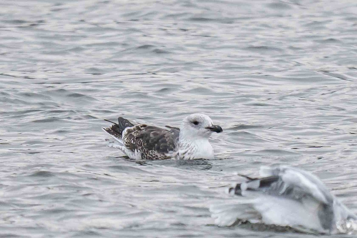 racek mořský - ML644934536