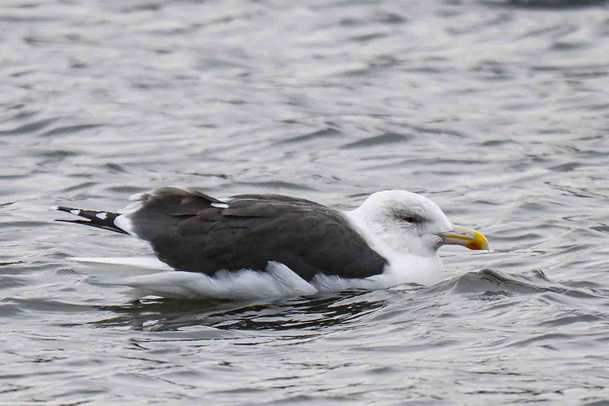 racek mořský - ML644934537