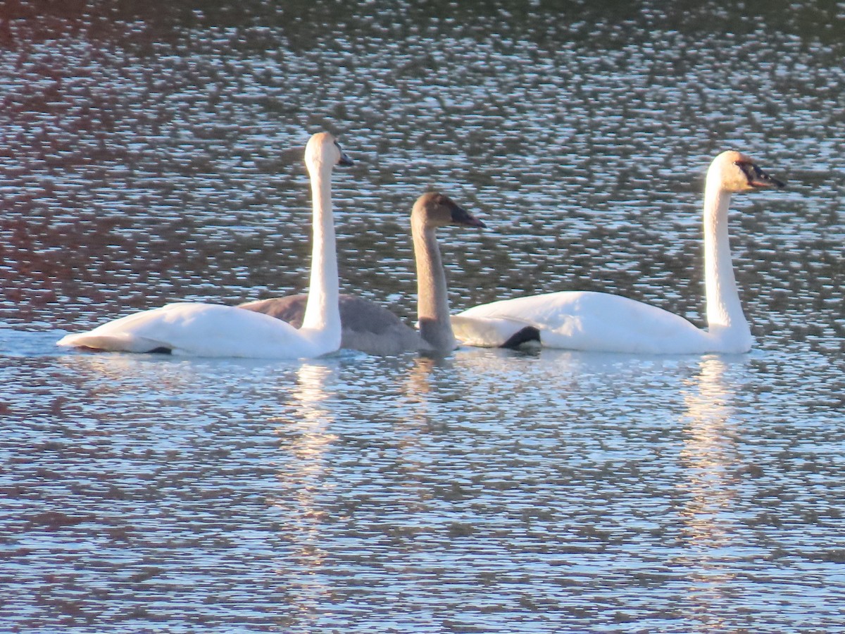 Trumpeter Swan - ML644934552