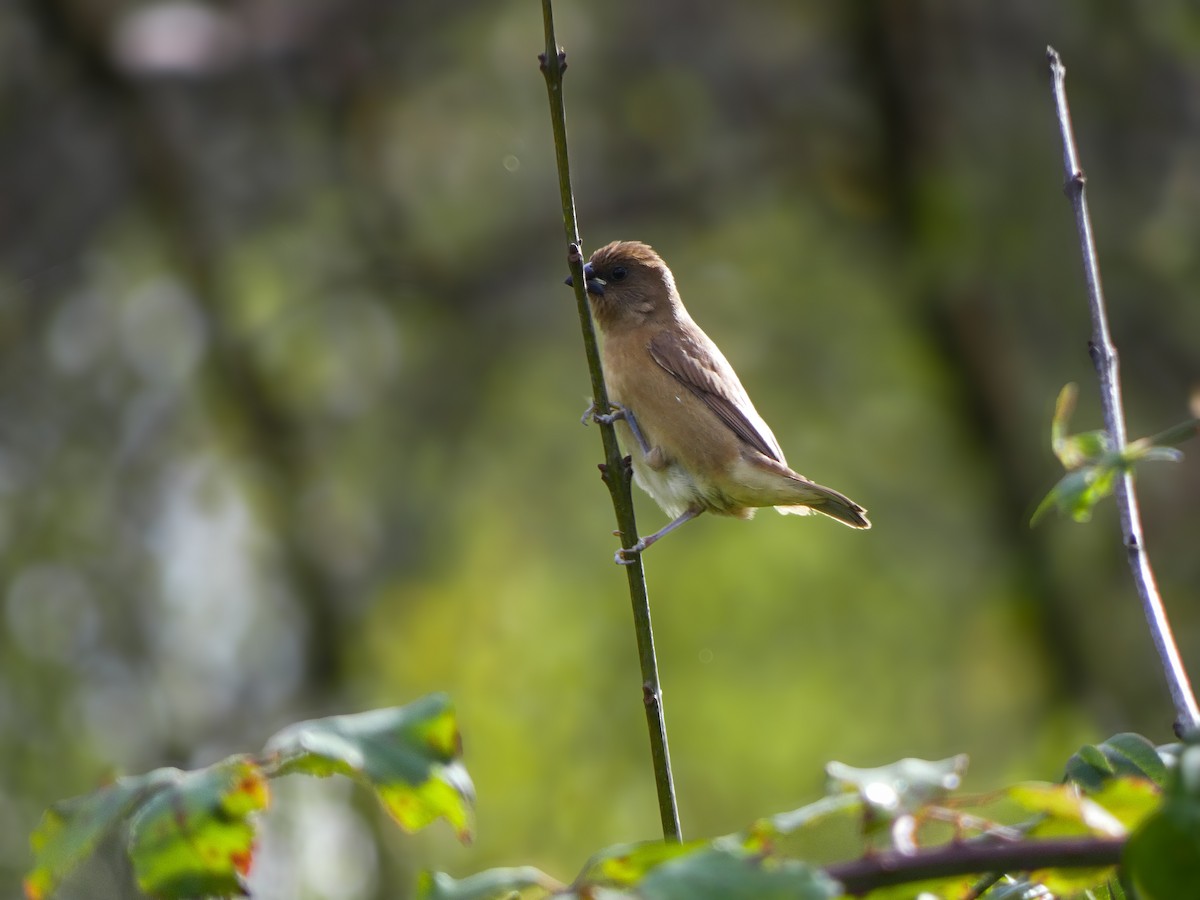 Scaly-breasted Munia - ML644934572
