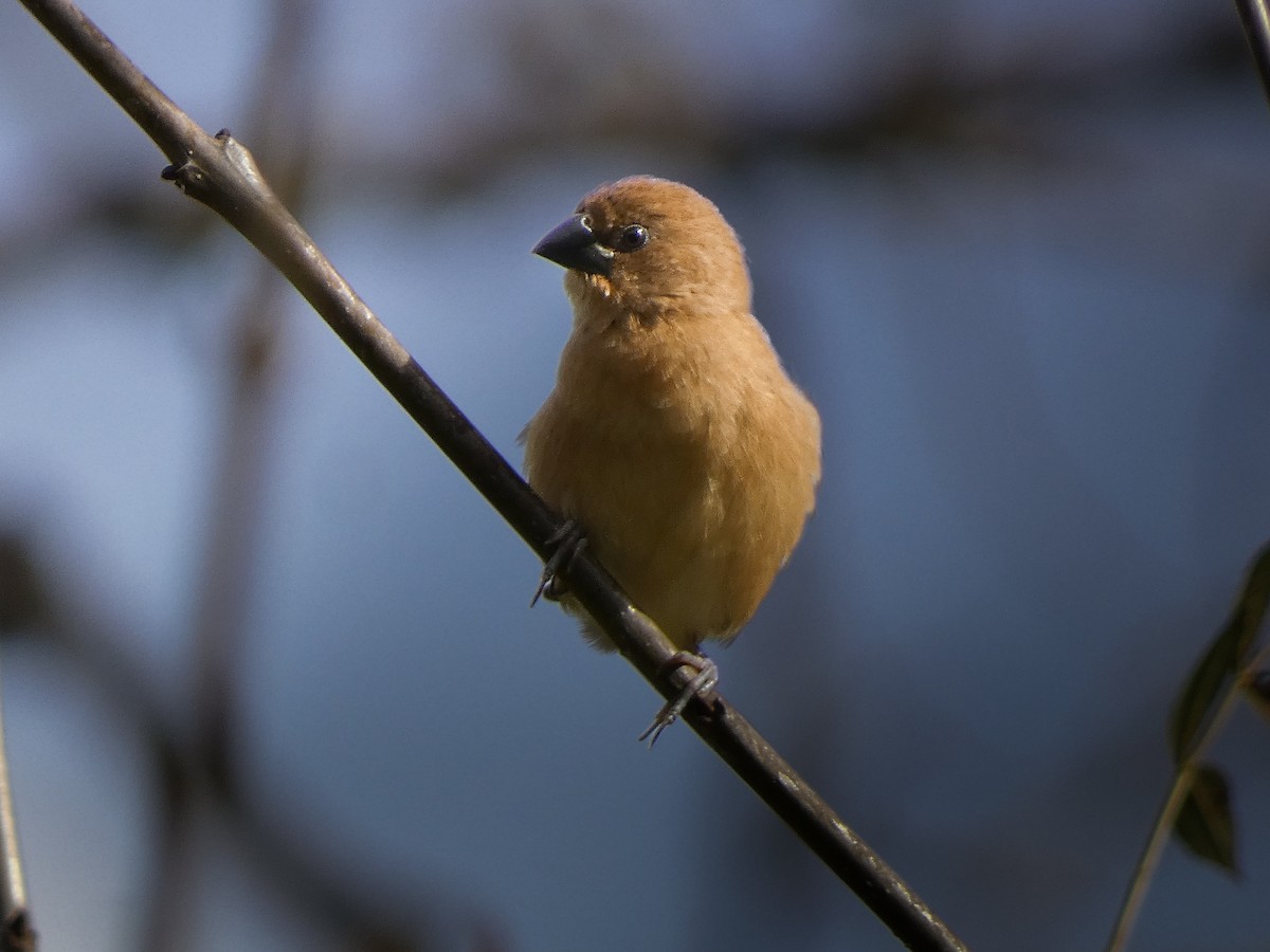Scaly-breasted Munia - ML644934573