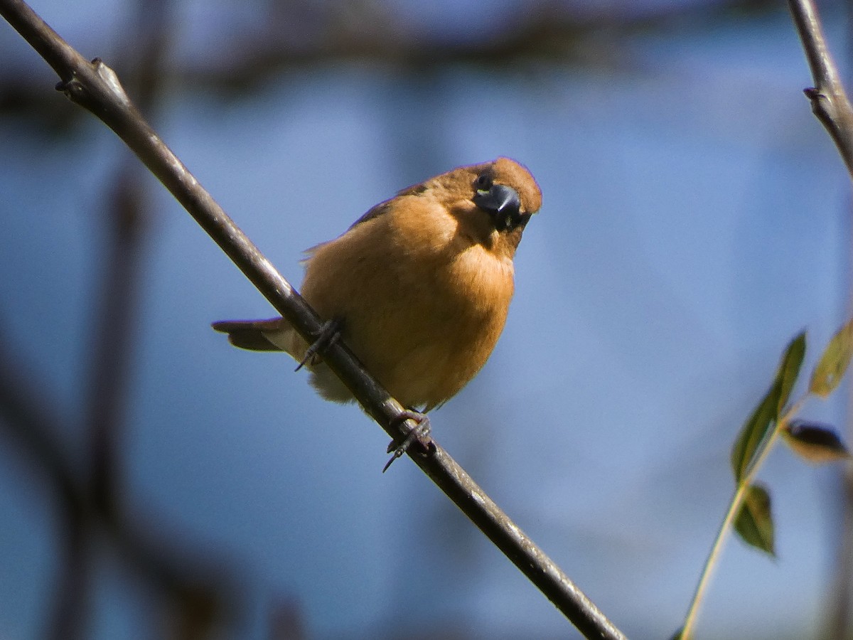 Scaly-breasted Munia - ML644934574