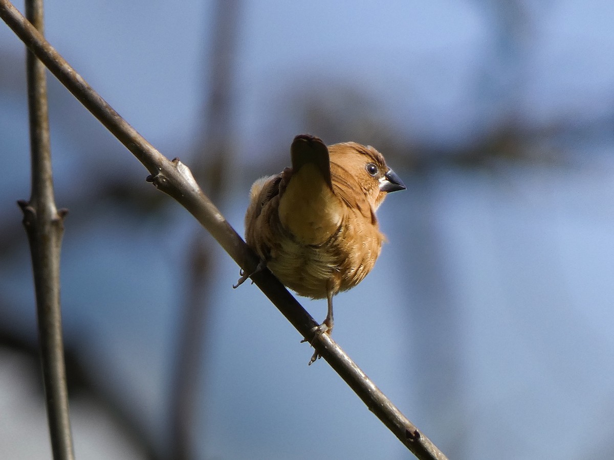 Scaly-breasted Munia - ML644934575