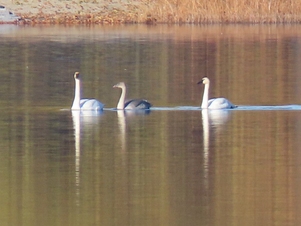 Trumpeter Swan - ML644934579