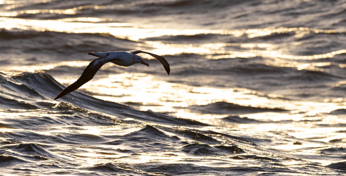 Snowy/Tristan/Antipodean Albatross - ML644934620