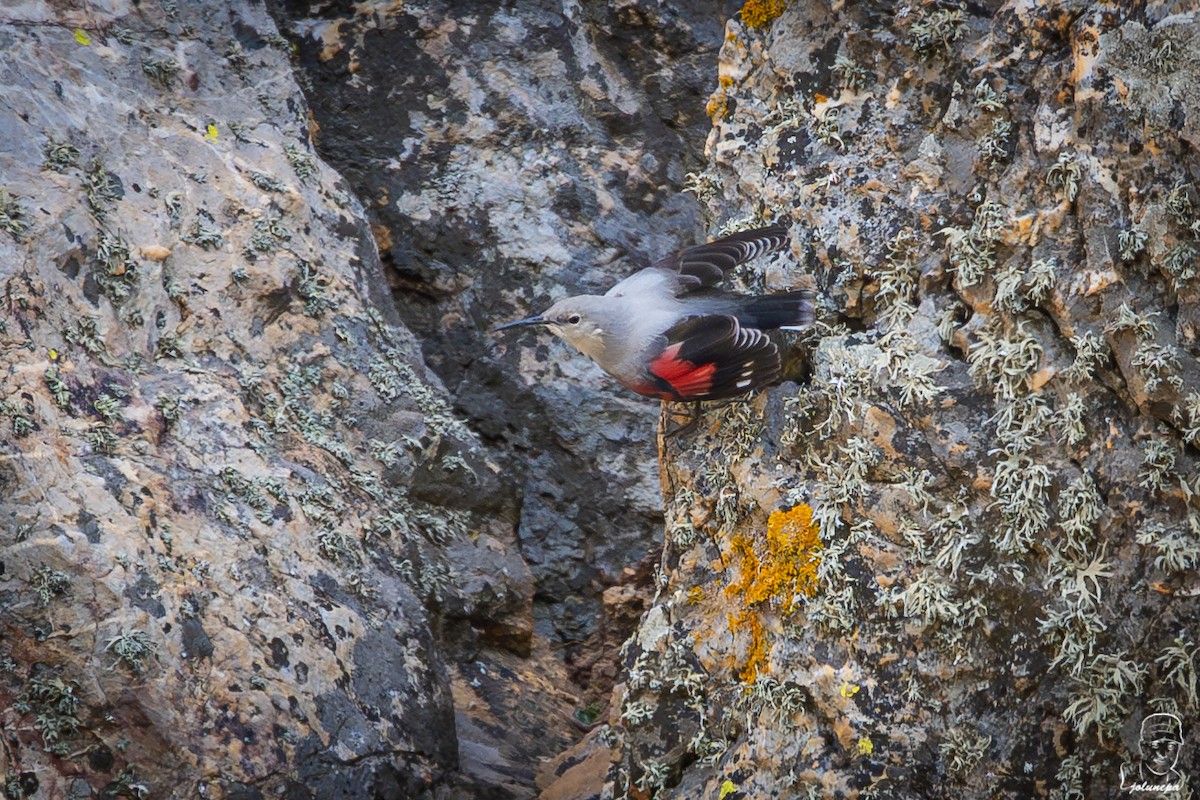 Wallcreeper - ML644934623