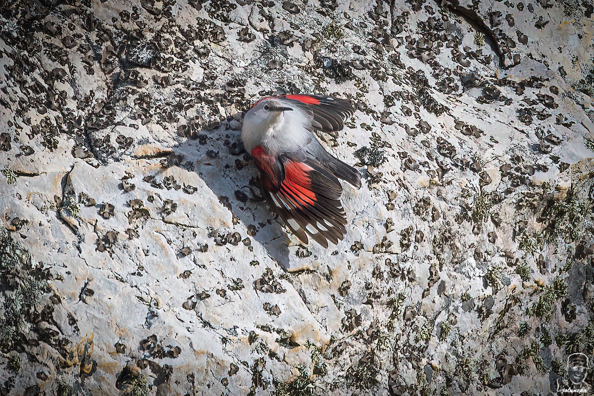 Wallcreeper - ML644934624