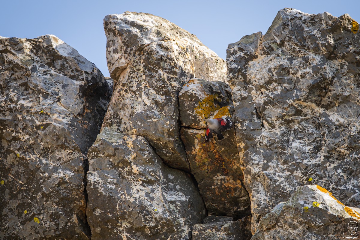 Wallcreeper - ML644934625